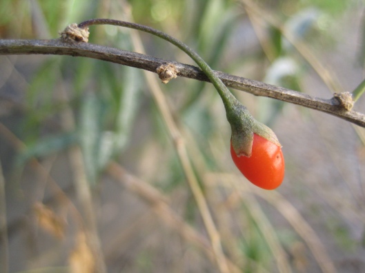 Lycium barbarum (goji) berry in the fall