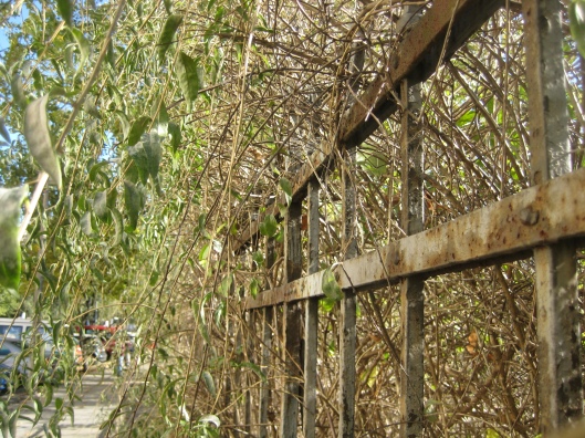 Lycium barbarum shrub growing over fence