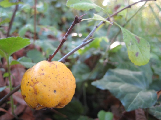 yellow Japanese quince fruit