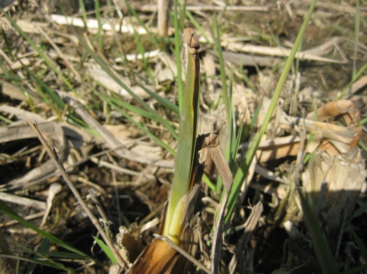 young edible cattail shoots